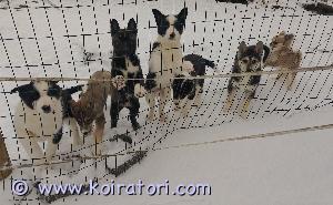 MYYDääN huskymixit www.koiratori.com-ilmoitus 4 vielä vapaana olevaa 7.11.2024 suomessa syntyneeet pennut etsii uutta kotia. 2 tyttöä ja 2 poikaa. madotettu, sirutettu ja eläinlääkärin tarkastamat 2.1.2025