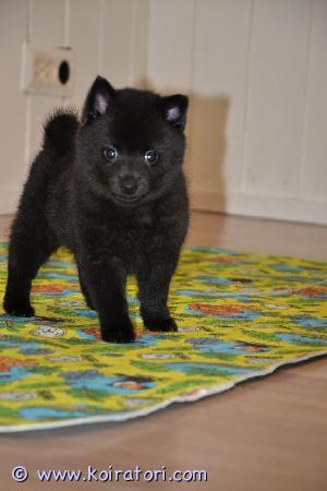 MYYDääN schipperke www.koiratori.com-ilmoitus Schipperke pentu etsimässä rakastava koti. Pentu oli syntynyt 14.11.2024 , luovutusikäinen 14.1.2025 alkaen eläinlääkärin tarkastettu , useaan kertaan madotettuna, sirutettuna.
Pentu sijaitsee Kiuruvedeltä. Pentu on ystävällinen, fiksu, kiltti ja perusterve (eläinlääkärin tarkastus tehty) Pentu on syntynyt Kiuruvedellä (Suomessa).
