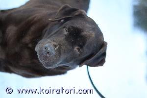 MYYDääN labradori www.koiratori.com-ilmoitus 5v. iso rauhallinen narttu etsii loppuelämän kotia,tottunut lapsiin ei kissoihin .Juuri rokotettu perusterve,myös viralliset terveystulokset ok.