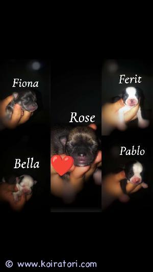 MYYDääN chihuahua www.koiratori.com-ilmoitus CHIHUAHUAN PENNUT ETSIVÄT KOTEJA.

Isä Musta LK LESEXELLES JULIAN BY ENID BLYTON

Emä valko-sininen PK Aurora

Rose jää mini kokoiseksi. Pennut syntyivät 14.1 luovutus 18.3  Pennut asustavat muiden koirien ja lasten keskellä tottuen kaikenlaisiin ääniin. Pennut etsivät lemmikkikotia. Pennut luovutetaan madotettuna,sirutettuna,eläinlääkärin tarkastamina ja rekisteröitynä koira rekisteriin.

jos kiinnostuit niin laita viestiä tai soita ja kerro minkälaiseen kotiin pentu pääsisi niin jutellaan enemmän. Pentuja mahdollista päästä katsomaan ennen sitovaa varausta. Parhaiten saa yhteyttä Whatsapin kautta tai tekstiviestillä. 

Varausmaksu 100€ joka vähennetään kauppa hinnasta. Maksua ei palauteta mikäli ostaja peruu kaupan.

Hinta 1300€