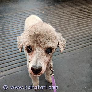 TARJOTAAN ASTUTUKSEEN kääpiövillakoirauros www.koiratori.com-ilmoitus Puhdasrotuinen, paperikoira. Korkeus 29cm ja paino 3,5kg. Erittäin hyvä luonne. Kokenut astuja, ja ottaa vastaan myös muun rotuiset. Nartun omistajalta edellytämme suunnitelmallisuutta, ja juoksun ajankohta pitää olla selvillä. Turhat kokeilut 20€/krt. Hyppymaksu 300€. Ei pentumaksua. 