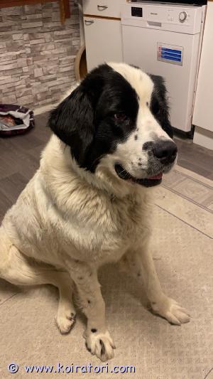 MYYDääN landseer www.koiratori.com-ilmoitus Myydään hyvään ja aktiiviseen kotiin isokokoinen sylivauva nimeltään Martta.
Nuori ja energinen kaksi vuotias, sisäsiisti. Ajanpuutteen ja elämäntilanteen muutoksen vuoksi etsii kotia. Meille tärkeintä on että löydettäisiin martalle oma uusi rakastava koti jossa saa aktiviteetteja ja huomiota enemmän kun meidän on sitä hänelle tällä hetkellä antaa.. ota rohkeasti yhteyttä!