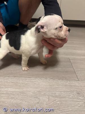 MYYDääN staffordshirenbullterrieri www.koiratori.com-ilmoitus Myydään Staffordshiren bullterrieri, 3 narttua. Pennut ovat syntyneet 22.11.2024 ja luovutetaan 8vk ikäisenä alkaen (17.01.2025).
Rekisteröity Suomen Kennelliitto(20.12.2024).
 Pennut ovat syntyneet Suomessa. Pennut tutki laillistettu eläinlääkäri kirjallisella todistuksella (20.12.2024). Pennut
sirutettu ( 20.12.2024) ja madotettu 3, 5 ja 7 viikon ikäisenä ohjeen mukaan. Rokotukset uudelle omistajalle 12 viikkosena ja 16 viikkosena . Aivan upea luonne, rohkea ja peloton, erittäin älykäs ja ehdottoman luotettava. Jos olet kiinnostunut,ottaa mun yhteyttä.