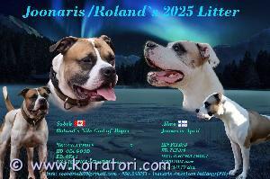 MYYDääN amerikanbulldoggi www.koiratori.com-ilmoitus Amerikanbulldoggi, 21.01.2025 syntyneestä pentueesta vapaana uros pentu ja narttupentuja, terveystutkituista, National Kennel Club rekisteröidyistä vanhemmista. Pennut luovutetaan 8 viikon iässä 18.03.2025.
Odotamme pentueesta tasapainoisia, rotutyypillisiä Amerikanbulldoggeja perheenjäseniksi sekä monipuolisiksi harrastuskavereiksi hieman koirakokeneemmille omistajille. Ei koirasosiaalinen rotu,
Pennut myydään National Kennel Clubiin rekisteröityinä, sirutettuina, eläinlääkärin tarkastamina sekä madotettuina, kasvattajan tuen kera.
Pennut rokotetaan Suomen Kennelliiton rokotusohjelman mukaisesti, mikäli oma koti löytyy ennen 12 viikon ikää, pennut luovutetaan rokottamattomina, jolloin rokotus jää uudelle omistajalle. parhaiten tavoitat sähköpostitse, esittelethän itsesi ja kerro myös millaiseen kotiin etsit koiraa, nimettömiin kyselyihin en vastaa.
Facebook sivuilla kuvia ja tietoja lisää. Joonaris American Bulldogs