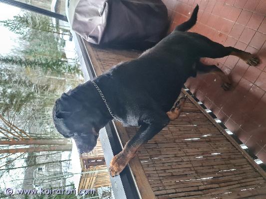 OSTETAAN rottweiler www.koiratori.com-ilmoitus Ostetaan rottweiler pentu, rodun tuntevaan kotiin.

tarjoa mikäli pentuja olisi tulossa niin jutellaan lisää.

