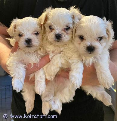 myydään maltese www.koiratori.com-ilmoitus Kaunis koiramme mila on saanut 3 maltanpentua!


pentuja on 3 kpl. 2 poikaa ja tyttö. Ne syntyivät 20.12.24 ja ovat synnytysvalmiita kun ovat 8 viikon ikäisiä eli 16.02.25.
ne rokotetaan ja madotetaan 4x ennen kuin saat ????



mila on 2,5-vuotias maltalainen tyttö. Erittäin kiltti ja rauhallinen koira. Erittäin perherakas ja vartioi meitä hyvin koostaan ????huolimatta. Erittäin ystävällinen lapsille.

maxim on 3-vuotias uroskoira. Hän rakastaa halailuja ja huomiota ja haluaa olla sylissäsi koko ajan. Tulee toimeen kaikkien kanssa.

pennut kasvatetaan hyvin tutussa ympäristössä, ne ovat lasten ja muiden eläinten kuten kissojen, kanien lähellä:)

maltanpennun hankkiminen tuo mukanaan paljon vastuuta. Kuvittelemme, että pennut menevät rakastavaan kotiin. Joku, joka voi antaa heille aikaansa ja huomionsa. Kävelyt ja treenit. Vaikka ne ovat pieniä koiria, ne tarvitsevat myös vähän liikuntaa.

jos kiinnostuit laita viestiä ja vastaamme sinulle mahdollisimman pian????