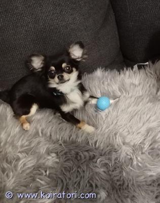 myydään chihuahua www.koiratori.com-ilmoitus Ihana pieni chihutyttö etsii loppuelämän kotia tykkää lapsista ja toisista koirista. Ikää on 5kk alussa arka uusia ihmisiä kohtaan, osaa tehdä tarpeet ulos mutta vahinkoja sattuu mutta nekin tekee pissa alustan päälle. Ei ole rekisteröity. Eläinlääkärintodistus, siru ja myös madotukset ok. Mukaan kaikki tarvikkeet.
