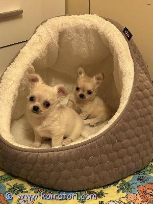 MYYDääN chihuahua www.koiratori.com-ilmoitus Varattavissa naaraspentuja, syntynyt virossa 17.12.2024.
pennut ovat pitkäkarvaisia, molemmat vanhemmat ovat terveitä virossa syntyneitä näyttelykoiria.
pennut luovutetaan eläinlääkärin tarkastamana sekä sirutettuina. Pennut on usein madotettu, asianmukaisesti, rokotukset , ekl roturekisterissä - rotutodistuksella  luovutus aikaisintaan 7vk ikäisenä, pennut on kasvatettu huolella ja rakkaudella.
ota ensin yhteyttä sähköpostitse, jos olet valmis keskustelemaan mahdollisesta tulevasta kodista.
