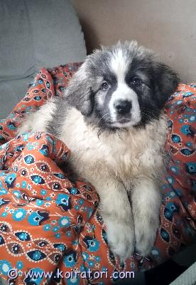myydään pyrenettenmastiffi www.koiratori.com-ilmoitus 12 viikkoinen tyttö vielä vapaana.rotu sopii alue ja eläinvahdiksi.kyselyt vain puhelimitse 040 3241138.pentu löytyy satakunnasta 
