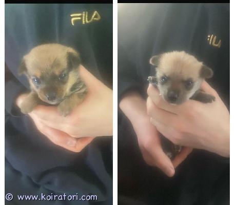 myydään kääpiöpystykorva www.koiratori.com-ilmoitus Myydään narttu ja uros kääpiöpystykorva/venäjäntoy mix pennut sirutettuna madotettuna ja eläinlääkärin tarkastamina luovutus ikäisiä maaliskuussa kumpikin pitkäkarvaisia
