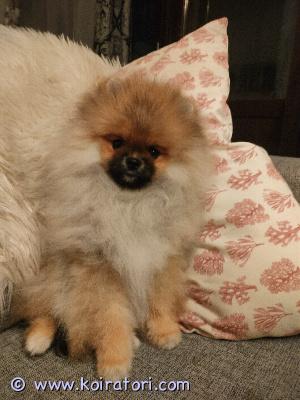 myydään pomeranian www.koiratori.com-ilmoitus 4kk pomeranian poika etsii kotia. Syntynyt 24.9.2024. Rekisteröity suomen kennelliittoon, madotettu, terveystarkastettu ja rokotettu. Ei osamaksua. Pentu on valmiina muuttamaan heti....
