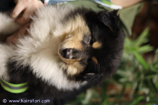 myydään collie www.koiratori.com-ilmoitus Kolmen kuukauden ikäinen pitkäkarvainen tricolor collie poika etsii kotia. Pentu on rokotettu ja kennelliittoon rekisteröity. Iso, vahvaluustoinen ja tuuheaturkkinen kaveri. Pennulla on reilu alapurenta eli ei näyttelyihin eikä jalostukseen. Kotikoiraksi puoleen hintaan.

hinta 700€.