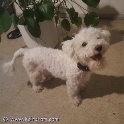 astutukseen bichon www.koiratori.com-ilmoitus 3v terve, iloinen, rokotettu, sirutettu, rekisteröity bichon frise-uros tarjoaa astutusta Porissa