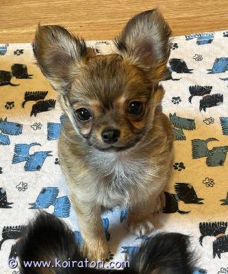 MYYDääN chihuahua www.koiratori.com-ilmoitus Chihuahua-urospentu etsii rakastavaa kotia. Pentu syntyi 17.12.2024, eläinlääkärin tarkastama, useita kertoja madotettu, mikrosirutettu, sukutaululla.
pentu sijaitsee tallinnassa, on ystävällinen, älykäs, kiltti ja terve (eläinlääkärin tarkastama)
kirjoittaa