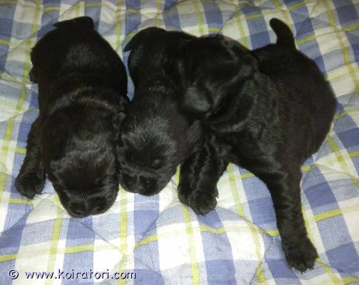 myydään labradoodlepennut www.koiratori.com-ilmoitus Varattavissa 20.4.2025 syntyneet labradoodle (3/4 labradorinnoutaja, 1/4 villakoira) pennut. Vapaina sekä uroksia että narttuja. Pennut ovat luovutusiässä 10.4.2025 jälkeen. Ennen luovutusta pennut käyvät eläinlääkärin tarkastettavana ja mikrosirutettavana. Pennut madotetaan kolmesti ennen luovutusta ja ilmoitetaan rekisteriin. Pennuille luvataan elinikäinen kasvattajan tuki. Kasvatustoiminta on yritysmuotoista, ja ostajalla on turvanaan kuluttajansuojalaki.

pennut sosiaalistetaan hyvin ja luovutettaessa ne ovat tottuneet sekä lapsiin että toisiin koiriin. Vanhemmat terveitä. Varausmaksu 300e, vähennetään lopullisesta kauppahinnasta.