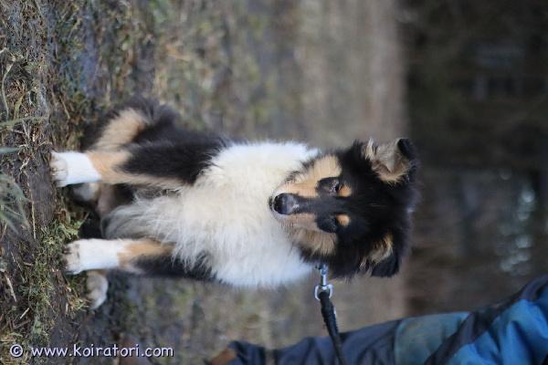 myydään collie www.koiratori.com-ilmoitus Reilu kolmekuinen trikki poika etsii kotia,kotikoiraksi ei jalostukseen eikä näyttelyihin(alapurenta).sirutettu,eläinlääkärin tarkastama ja kennelliittoon rekisteröity.puoleen hintaan purennan takia.