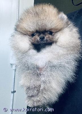 myydään pomeranian www.koiratori.com-ilmoitus 19.12 syntyneet, suloiset,  pomeranian spitz-pennut etsivät omia kotejaan! pennut ovat terveitä, sosiaalisia, erinomaisesti kotikasvatettuja, rokotettuja, sirutettuja, useaan kertaan madotettuja sekä eläinlääkäritarkastamia.
polvet, selkäranka, sydän sekä purenta on tutkittu jokaisella pennulla ja mitään vikoja ei ole ilmennyt.  enää yksi poika jäljellä. Tervetuloa tutustumaan ja ihastumaan ihanaan poitstuun, hän on tosi reipas, energinen ja sosiaalinen pakkaus!
hinta: 1495€