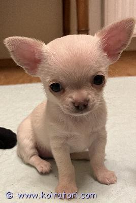 myydään chihuahua www.koiratori.com-ilmoitus Kennelissa saatavana chihuahuanarttu.
iloinen, sosialissrittu. Fci pedigree, sirutettu, rokotettu, eu passi omava.
koolta pieni. Vaan hyvään kotiin.