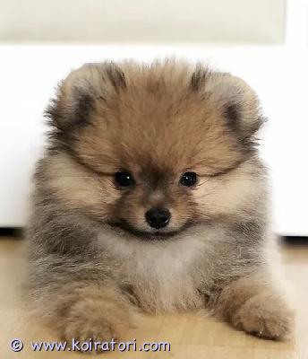 myydään pomeranian spitz www.koiratori.com-ilmoitus 19.12 syntyneet, suloiset, pomeranian spitz-pennut etsivät omia kotejaan! pennut ovat terveitä, sosiaalisia, erinomaisesti kotikasvatettuja, rokotettuja, sirutettuja, useaan kertaan madotettuja sekä eläinlääkäritarkastamia.
polvet, selkäranka, sydän sekä purenta on tutkittu jokaisella pennulla ja mitään vikoja ei ole ilmennyt. Enää yksi poika ja yksi tyttö jäljellä. Tervetuloa tutustumaan ja ihastumaan, pennut ovat reippaat, energiset ja sosiaaliset.
hinta: 1250€ poitsu ja 1350€ tyttö
Minut saa puhelimitse kiinni sekä watsapp kautta: +358 46 5585943
Puh: +358 40 3237180