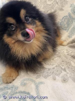 MYYDääN spits www.koiratori.com-ilmoitus For sale: german miniature spitz girl. Color: black and tan. Weight: 4700. Born: 12/26/2020. Has not given birth. Spayed. Healthy. Has fci pedigree.