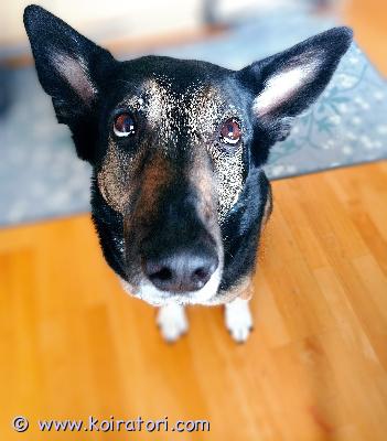 myydään sekarotuinen www.koiratori.com-ilmoitus Elämäntilanteen muuttumisen takia etsitään uutta kotia 9 vuotiaalle sekarotuselle narttu koiralle. 
mieluiten maalta kotiin missä ei ole ihan pieniä lapsia. On sirutettu ja rokotettu. Eu passi löytyy. 

tulee kyllä lasten kanssa toimeen mutta stressaantuu niiden kova äänisistä leikeistä. 

tosi hyvä nenä treeneissä ja tykkää etsiä herkkuja. 
osaa peruskäskyt ja pari temppua. 

vähän löytyy myös huomioitavaa. 
etu tassuissa on toisessa iho oire ja toisessa luustovika.  ei vaikuta normaaliin elämiseen.  välillä joutuu iho oiretta hoitamaan lääke talkilla. 

ei tule toimeen kissojen eikä toisten koirien kanssa.  
jos on kysyttävää niin vastailen mielelläni kysymyksiin.
sijainti jyväskylä