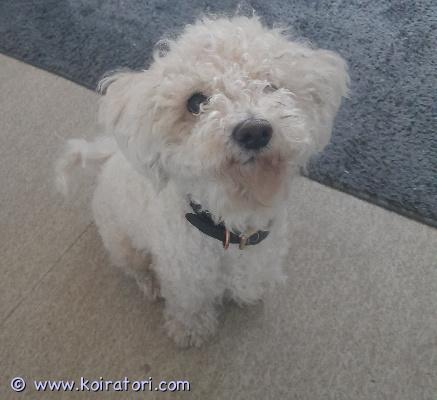 astutukseen bichon www.koiratori.com-ilmoitus 3v terve, rokotettu, sirutettu, rekisteröity, vakuutettu bichon frise-uros tarjoaa astutusta Meri-Porissa.