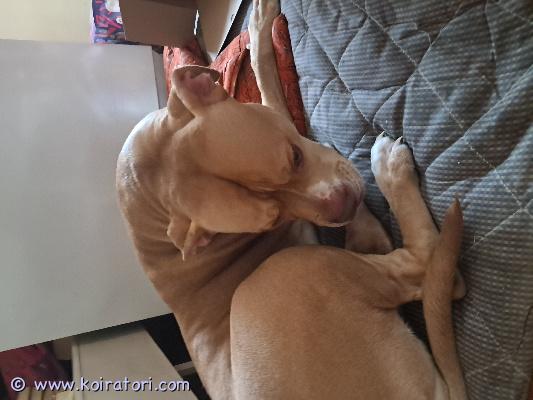 myydään pitbulmix www.koiratori.com-ilmoitus Etsitään astutukseen urosta. Narttu 4v pitbulmix. Samankaltaisia rotuja etsitään. Maksu 200 pentujen varaus vaiheessa .800-900 pentujen luovutushetkellä
hinta riiippuu roduista joustoa on. Etelä suomi