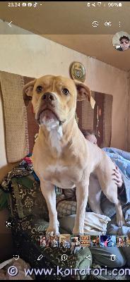 myydään pitbulmix www.koiratori.com-ilmoitus Etsitään astutukseen urosta meidän pitbul/ 1/4 osa amerikan buldogia . Terve. Eteläsuomesta 200 varausmaksu pentujen varaus vaiheessa loppusumma 800-900 pentujen luovutus iässä. Hinta riippuu roduista joustoa on. Eteläsuomi