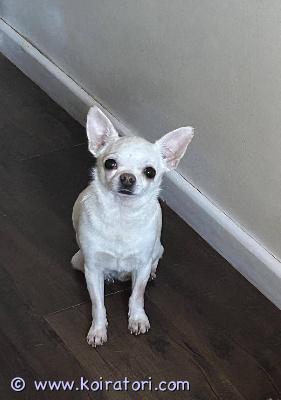 MYYDääN chihuahua www.koiratori.com-ilmoitus 6-vuotias uros chihuahua etsii rauhallista kotia. Hän on pieni, hyvin rakentunut poika, on ihana rakas ystävä, todella kiltti ja rauhallinen.
rekisterissä, madotettu, rokotukset uusittava syksyllä.
ota yhteyttä sähköpostitse.
