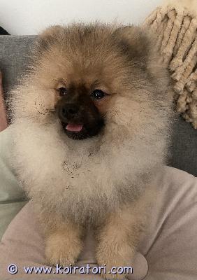 myydään pomeranian www.koiratori.com-ilmoitus 19.12 syntyneet, suloiset, pomeranian spitz-pennut etsivät omia kotejaan! Pennut ovat terveitä, sosiaalisia, erinomaisesti kotikasvatettuja, rokotettuja, sirutettuja, useaan kertaan madotettuja sekä eläinlääkäritarkastamia, polvet, selkäranka, sydän sekä purenta on tutkittu jokaisella pennulla ja mitään vikoja ei ole ilmennyt. Vain poikapentu enää! Pojalla on paksu ja kaunis turkki, on kuin nallekarhu! Tervetuloa tutustumaan ja ihastumaan, pentu on reipas, energinen ja sosiaalinen! Hinta: 1250€

Minut saa puhelimitse kiinni sekä watsapp kautta parhaiten!

Watsapp: +358 46 5585943

Puh: +358 40 3237180
