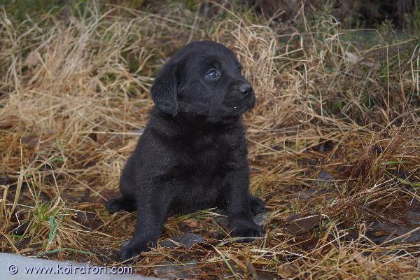 myydään labradoodlepennut www.koiratori.com-ilmoitus Kotimaiset 20.2.2025 syntyneet labradoodlen (3/4 labbis, 1/4 isovillakoira) pennut etsivät hyviä koteja 10.4.2025 alkaen. Pennut luovutetaan eläinlääkärin tarkastamina ja mikrosiruttamina sekä rekisteröityinä ja useaan kertaan madotettuina. Pennut ovat tottuneet lapsiin ja toisiin koiriin. Myyjä on yritys, joten turvanasi on kuluttajansuoja. Vanhemmat terveitä ja ystävällisiä perhekoiria. Tarvittaessa voimme tuoda pennun Helsingin suuntaan. Varausmaksu 300e, vähennetään loppuhinnasta. Jäljellä sekä uroksia että narttuja.