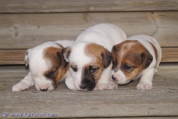 myydään jackrusselinterrieri www.koiratori.com-ilmoitus Suomessa 5.3.2025 syntyneet jackrusselinterrierin pennut (kaksi urosta, vasemmalla ja keskellä, yksi narttu, oikealla) etsivät hyviä koteja 23.4.2025 alkaen. Ennen luovutusta pennut käyvät eläinlääkärin tarkastettavana ja ne mikrosirutetaan. Lisäksi pennut madotetaan useaan kertaan, sosiaalistetaan hyvin ja rekisteröidään ennen luovutusta. Pennut ovat terveistä vanhemmista. Helsingin suuntaan tuonti onnistuu tarvittaessa. Varausmaksu 300e maksetaan varatessa eikä sitä palauteta, jos ostaja muuttaa mielensä. Loppuhinta 900e maksetaan luovutuksen yhteydessä. Ei osamaksua. Pennut ja vanhemmat nähtävillä, tervetuloa katsomaan.