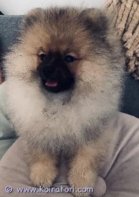 myydään pomeranian www.koiratori.com-ilmoitus 19.12 syntyneet, suloiset, pomeranian spitz-pennut etsivät omia kotejaan! pennut ovat terveitä, sosiaalisia, erinomaisesti kotikasvatettuja, rokotettuja, sirutettuja, useaan kertaan madotettuja sekä eläinlääkäritarkastamia, polvet, selkäranka, sydän sekä purenta on tutkittu jokaisella pennulla ja mitään vikoja ei ole ilmennyt. Vain poikapentu enää! pojalla on paksu ja kaunis turkki, on kuin nallekarhu! tervetuloa tutustumaan ja ihastumaan, pentu on reipas, energinen ja sosiaalinen! hinta: 1200

minut saa puhelimitse kiinni sekä watsapp kautta parhaiten!

watsapp: +358 46 5585943

puh: +358 40 3237180