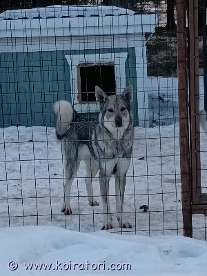 myydään jämtlanninpystykorva www.koiratori.com-ilmoitus Seurakoiraksi 3-vuotias jämti tyttö.hyvän luonteinen.ulkotarhassa ollut.rekisteröity kenneliittoon eli paperit saa mukaan.ei toimi oikein hirvelle siksi myydään pois kiireesti.