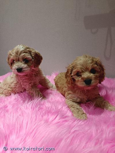 myydään cockapoo www.koiratori.com-ilmoitus Koteja etsivät 7.3.2025 syntyneet cockapoo narttu ja uros pennut. Eläinlääkärin tarkastamat ja siruttamat. Pennut terveystutkituista vanhemmista. Luovutetaan pentupakkauksen ja hoito-ohjeiden kera. Kerro kodista millainen sinulla on tarjota. Yksi pentu myynnissä hintaan 1600€.