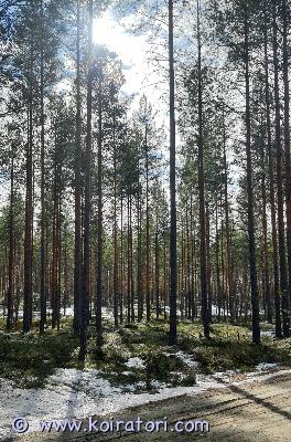 ostetaan koira www.koiratori.com-ilmoitus Etsitään rauhallista n. 0,5-3 vuotiasta nuorta kotikoiran perustavat hallitsevaa koiraa perheenjäseneksi. Rodulla ei väliä, voi olla myös sekarotuinen. Tärkeintä olisi hyvä luonne. 

Meillä pääsee liikkumaan ulkona ja seikkailemaan metsässä, hengailemaan mökillä ja myös rentoutumaan sohvalla kotona, eli elämään arkea kanssamme. Asuinpaikka isossa rivitalokolmiossa rauhallisella alueella taajaman laidalla.

Kaksi töissäkäyvää aikuista huolehtimassa, molemmilla kokemusta koirista n. 15 vuoden ajalta. Ei muita lemmikkejä, ei lapsia. Toinen meistä on paljon etätöissä, niin joka päivä ei koiran tarvitse olla yksin.

Asumme joensuussa, mutta noudamme koiran tarvittaessa myös kauempaa. Tarjoukset sähköpostilla.

Eli jos koira etsii kotia vaikka elämäntilanteen muutoksen vuoksi, laitathan viestiä. :)
