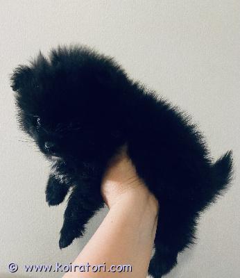 myydään pomeranian www.koiratori.com-ilmoitus Helmikuussa syntyneet, maailman suloisimmat, mini pomeranian pennut, all black väri, etsivät omia kotejaan! pennut ovat terveitä, sosiaalisia, erinomaisesti kotikasvatettuja, rokotettuja, sirutettuja, useaan kertaan madotettuja sekä eläinlääkäritarkastamia. Polvet, selkäranka, sydän sekä purenta on tutkittu jokaiselta pennulta ja mitään vikoja ei ole ilmennyt. Molemmat vanhemmat ovat terveitä ja nämä ovat heidän ensimmäiset pentunsa vain poikapennut enää jäljellä. Kerro itsestäsi lisää, millaiseen kotiin pentu muuttaisi. Pennut luovutetaan vain vastuullisiin koteihin! tervetuloa tutustumaan ja ihastumaan, pennut ovat reippaita, energisia ja sosiaallisia pakkauksia, rakastavat olla sylissä, ovat oikeita rakkauspakkauksia! Hinta 1500