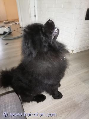 myydään chowchow www.koiratori.com-ilmoitus Kotia etsii 4-vuotias pitkäkarvainen uros chow chow, koirasta johtumattomista syistä. Joutuu olemaan töiden takia paljon yksin kotona ja aikaa ei koiralle riittävästä ole. Koira on kiltti ja seurailee ihmistä mielellään sisällä mutta rotutyypilliseen tapaan miellyttämisen halua ei juurikaan ole.

 

puh.0451111774