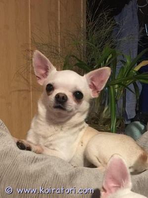 MYYDääN chihuahua www.koiratori.com-ilmoitus Etsin ystävällistä ja rauhallista kotia 6-vuotiaalle 
steriloidulle chihuahua-urokoiralle.
lähetä lisäkysymykset sähköpostitse
jos olet kiinnostunut, kirjoita itsestäsi heti.