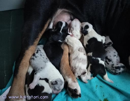 myydään bulldoggimix www.koiratori.com-ilmoitus Juuri syntyneet bulldoggi mixit.
Emä ranskis/enkku ja isä russeli.

3 tyttöä ja 3 poikaa.

Pennut etsivät vastuuntuntoisia koteja, joissa pääsee niin sohvalle kuin lenkille mukaan :)

vanhemmat erittäin sosiaalisia ja reipas luonteisia.

luovutus alk. Viikolla 27.

pennut sirutetaan ja eläinlääkäri tekee terveystarkastuksen.

Kerrothan viestillä millainen koti sinulla olisi tarjolla :)
