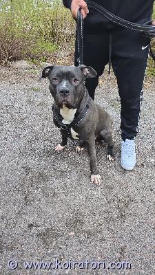 myydään xxlbully www.koiratori.com-ilmoitus 38kg nuori narttu etsii loppuelämänkotia. Kasvanut lapsiperheessä. Abkc rekisteröity, sirutettu, madotukset kunnossa, eu passi ja eläinlääkärintoimesta terveeksi todettu.