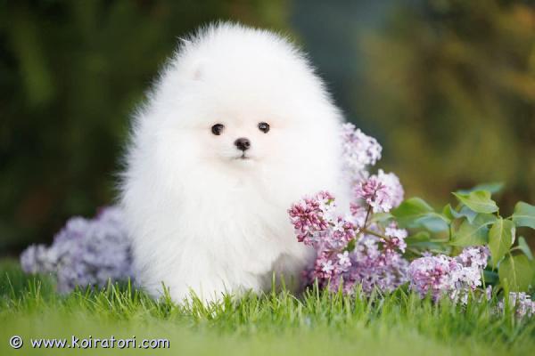 myydään pomeranian www.koiratori.com-ilmoitus Luovutusikuiset uros ja narttupentu vapaana. Pennut on synty 1.3.2025, moneasti madotettu, eläinlääkärin tarkastama, siru eu passi, fci pedigree. Annettu ensimmäinen nelosrokote. Vanhemmat terveitä, jalostus tarkastus molemmilla. Kysy lisä 
