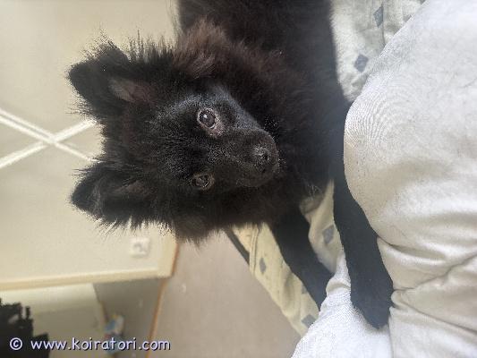 myydään kleinspitz www.koiratori.com-ilmoitus Kleinspitz&mittelspitz mix pentu 4,5kk
uros.
nimi on hugo
Syntynyt 21.12.2024
tuli meille toisen koiran kaveriksi mutta eivät oikein tule toimeen keskenään joten hugolle pitäisi saada loppuelämän koti ainoana koirana.
on vähän haukku herkkä
tosi energinen tapaus ja rakastaa paijauksia
on sirutettu ja rokotettu ja madotettu
ei osamaksua.