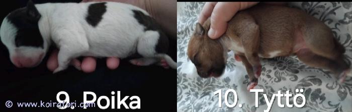 myydään pitbull www.koiratori.com-ilmoitus Myydään suloiset koiranpennut – syntyneet 16.–17.5.2025

ihana pentue etsii rakastavia ja vastuullisia koteja! pennut syntyivät 16.5.2025, ja viimeinen pentu näki päivänvalon varhain 17.5.2025 yöllä.

emä: puhdasrotuinen amerikanstaffordshirenterrieri – lempeä, sosiaalinen ja hyväluonteinen perhekoira.
isä: 75 % pitbull / 25 % cane corso – vahva, tasapainoinen ja ihmisrakas yksilö.

pennut luovutetaan:
luovutusikäisinä
sirutettuina
pentutarkastettuina

varausmaksu on 250 €, joka vähennetään pennun kokonaishinnasta, kun koira haetaan luovutusiässä. Varausmaksu on sitova.

pennut etsivät vain hyviä, huolehtivia ja sitoutuneita koteja, jotka ymmärtävät näiden rotujen tarpeet ja tarjoavat turvallisen, rakastavan ympäristön.

ota rohkeasti yhteyttä ja kerro, millainen koti sinulla olisi tarjota!

sähköpostilla yhteys.

eveliinasironen@gmail.com 