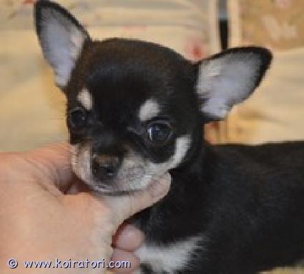 MYYDääN chihuahua www.koiratori.com-ilmoitus Myymme kaksi poikaa , musta ja ruskea, lyhytkarvainen , syntyneet 22.03.2025. Sukutaulu ( pedigre ) , siru, eurooppapassi, rokotus, madotus sisältyy pennun hintaan .
iloisia, onnellisia, kauniita lapsia. , valmistautumassa muuttoon uuteen kotiin .lisäkysymykset e -postitse :kitanakitana1234@bk.ru , tai puhelimitse 449703263 tai 53456380