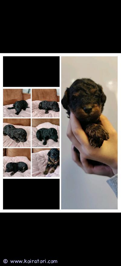 myydään villakoira www.koiratori.com-ilmoitus Kääpiövillakoira black&tan

oletko valmis rakastumaan? 4 tyttöä ja 3 poikaa. 28.4.2025 syntyneet villakoiran pennut etsivät nyt ikiomaa, hellää kotia. Isänä toimii upea punainen kääpiövillakoira ja emona ihastuttava black&tan värinen kaunotar. Pennut ovat valmiita muuttamaan uusiin koteihin 15.6.2025 alkaen.
pennut eivät ole rekisteröity kenneliin
nämä suloiset pennut ovat kasvaneet keskellä iloista lapsiperhe-elämää, joten ne ovat tottuneet kaikkeen, mitä arki tuo tullessaan. Villakoirat ovat tunnettuja älykkyydestään, leikkisyydestään ja loputtomasta rakkaudestaan – nämä pennut eivät ole poikkeus! jokainen pentu luovutetaan eläinlääkärin tarkastamana, sirutettuna ja useasti madotettuna, jotta saat kotiisi terveen ja iloisen ystävän.

älä anna tämän tilaisuuden mennä ohitse – ota yhteyttä ja kysy lisää näistä pörröisistä ihanuuksista! ehkä juuri sinun perheesi on heidän uusi onnellinen kotinsa.