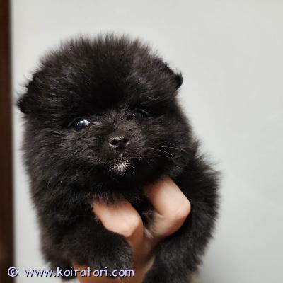 myydään pomeranian www.koiratori.com-ilmoitus Helmikuussa syntyneet, maailman suloisimmat, tea cup, mini-pomeranian pennut, all black väri, etsivät omia kotejaan! pennut ovat terveitä, sosiaalisia, rokotettuja, sirutettuja, useaan kertaan madotettuja sekä eläinlääkäritarkastamia. Purenta 6/6 (täydellinen). Polvet, selkäranka, sydän sekä purenta on tutkittu jokaiselta pennulta ja mitään vikoja ei ole ilmennyt, pennut todettiin terveeksi. Molemmat vanhemmat ovat terveitä ja nämä ovat heidän ensimmäinen pentueensa. Vain enää poikapentu jäljellä. Kerro itsestäsi lisää, millaiseen kotiin pentu muuttaisi. Pennut luovutetaan vain vastuullisiin koteihin! tervetuloa tutustumaan ja ihastumaan, pentu on reipas, energinen ja erittäin sosiaalinen, rakastaa olla sylissä, on oikein rakkauspakkaus! hinta: 1285€

hinta