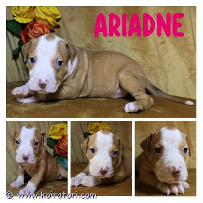 myydään amerikanpitbullterrierpennut www.koiratori.com-ilmoitus 27.3.2025 syntyi 7 urosta ja 3 naarasta, muutama pentu etsii vielä sitä omaa kotiaan.

lisätietoja, kuvia ja videoita aidosti kiinnostuneille.

sirutettu, eläinlääkärin tarkastamat, asianmukaisesti kasvatettu ja hoidettu, hyvin sosialisoituja reippaita pentuja. Asianmukaisesti hoidettu, hyvin suunniteltu pentue jonka rekisteröinti hoidettu kullekin taholle. 