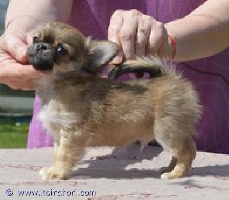 MYYDääN chihuahua www.koiratori.com-ilmoitus Chihuahua, uros, syntynyt 22.03.2025, sukutaulu, siru, eurooppapassi, ensimmäinen rokotus annettu.erinomainen luonne , iloinen, onnellinen vauva , kaunis .lisäkysymykset kitanakitana1234@bk.ru tai p. 358449703263 (suomi )  