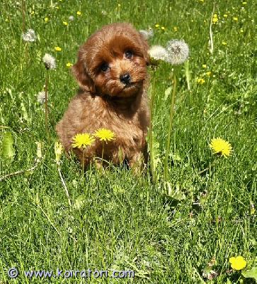 myydään maltipoo www.koiratori.com-ilmoitus Luovutusikuiset 2 urospentu vapaana.pennut on suosittu punaruskea värisiä, moneasti madotettu,eläinlääkärin tarkastama, sirut, eu passit.annettu myös ensimmäinen nelosrokote.on sosiaaliset, pitää puhtautta, syö hyvin, terveitä.kysy lisä